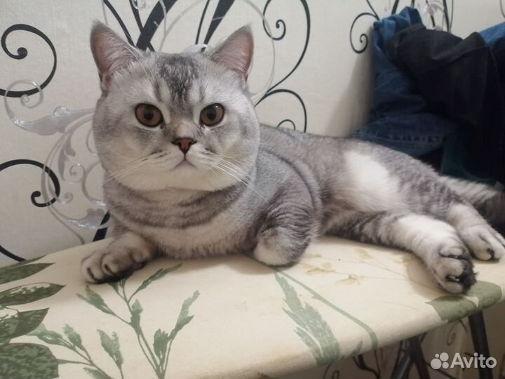 Шотландский кот вязка