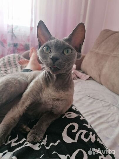 Кошка