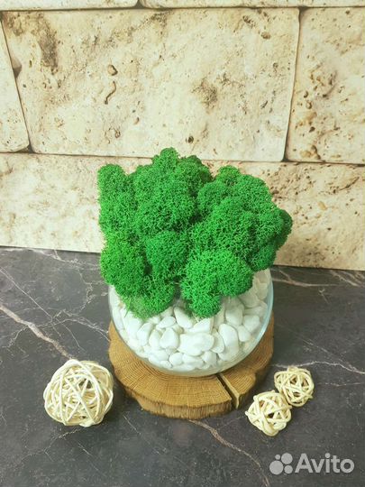 Моссариум стеклянный