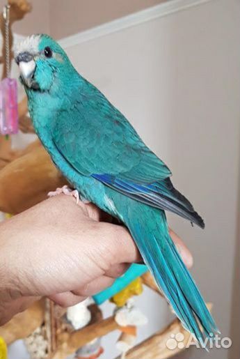 Синий какарик