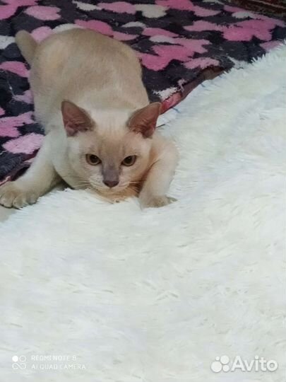 Бурманские котята