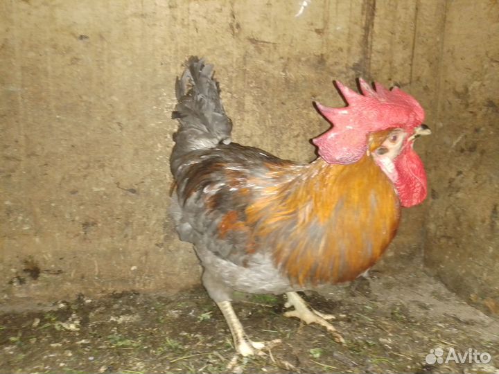 Селезень мускусной утки и петух на племя