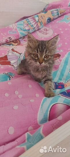 Котенок в добрые руки