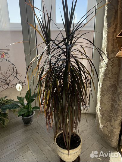 Комнатные цветы