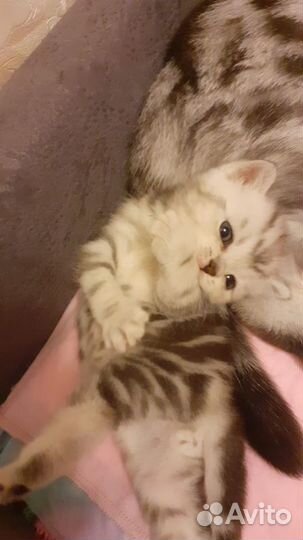 Шотландский кот вязка