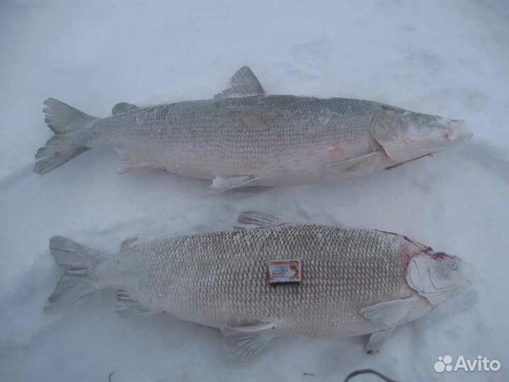 Рыба Чир (Щокур) крупный 1.5-2 кг