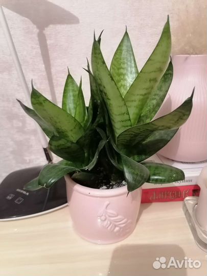 Сансевиерия ханни