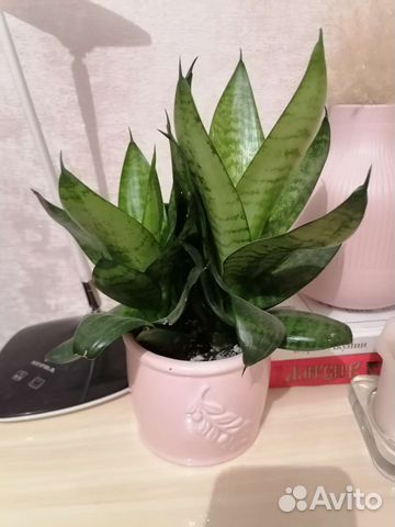 Сансевиерия ханни