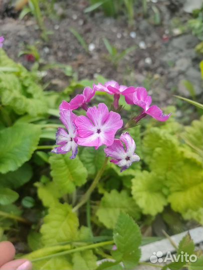 Примула Зибольда розовая