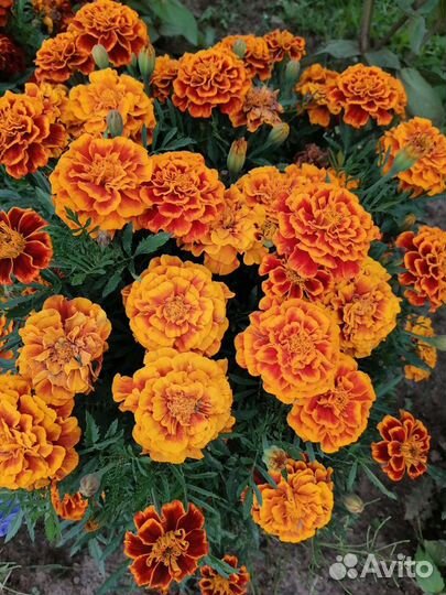 Рассада бархатцев