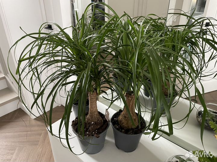 Нолина (Бокарнея) слоновья нога 45 см