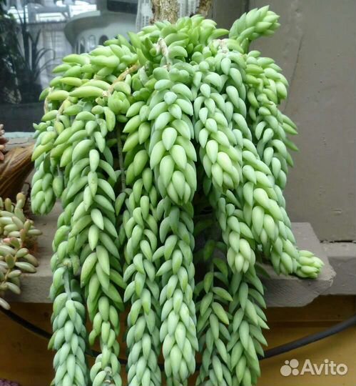 Седум моргана очиток