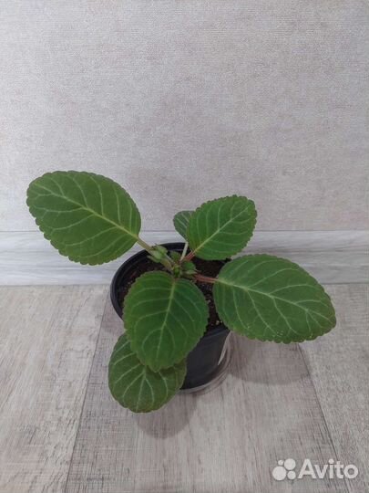 Глоксиния Лунный камень