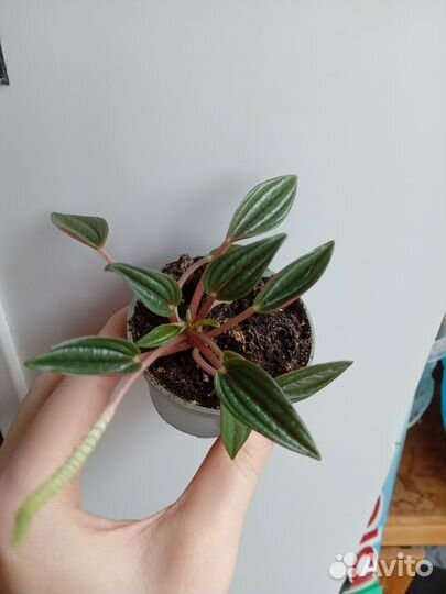 Переромия Россо