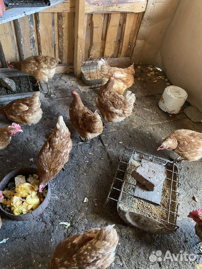 Куры несушки