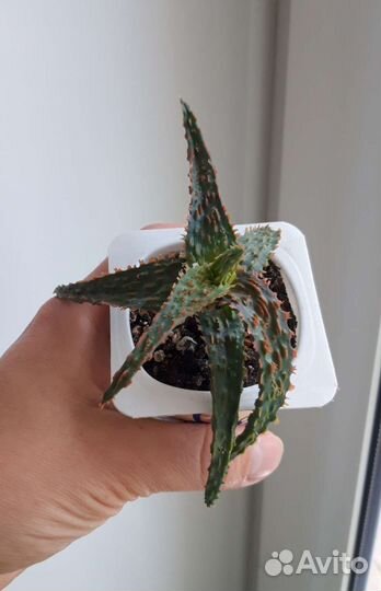 Алоэ сортовые