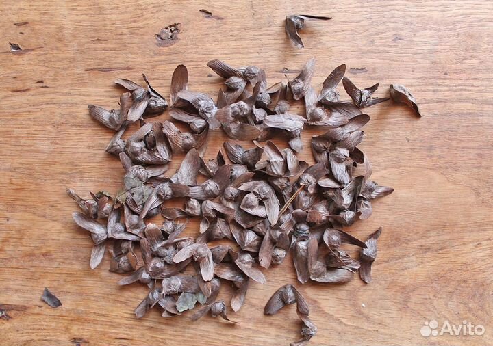 Птерокария Лапина Ясенелистная,семена