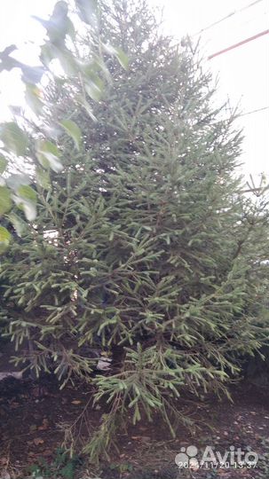 Ёлка живая