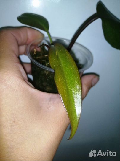 Филодендрон orange princess