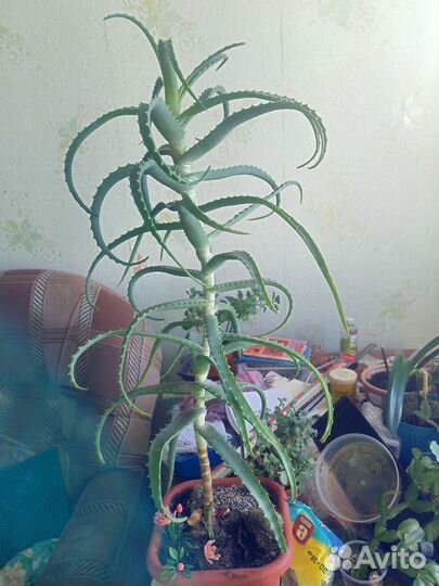 Алоэ столетник