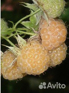 Малина желтая