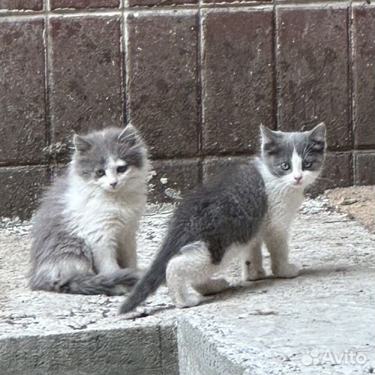 Котята