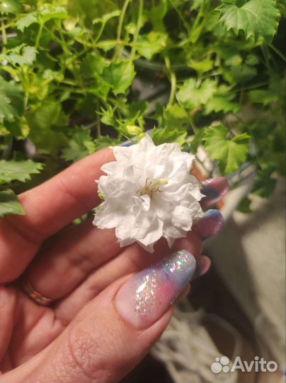 Кампанула невеста махровая