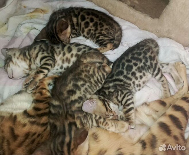 Бенгальская