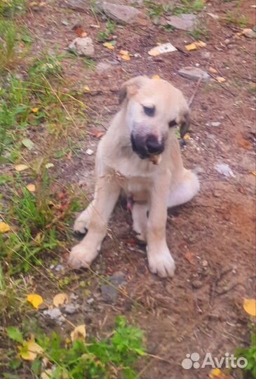 Локи ищет дом