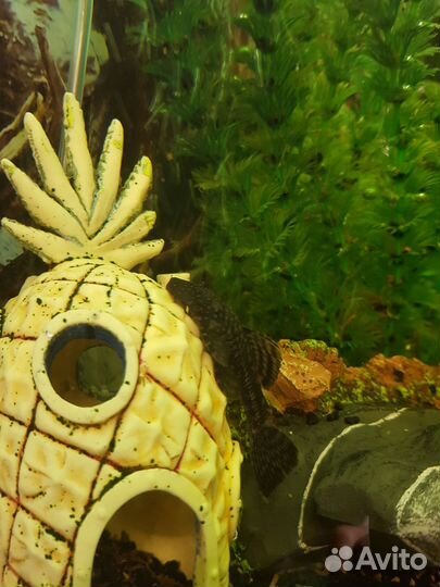 Аквариумные рыбки