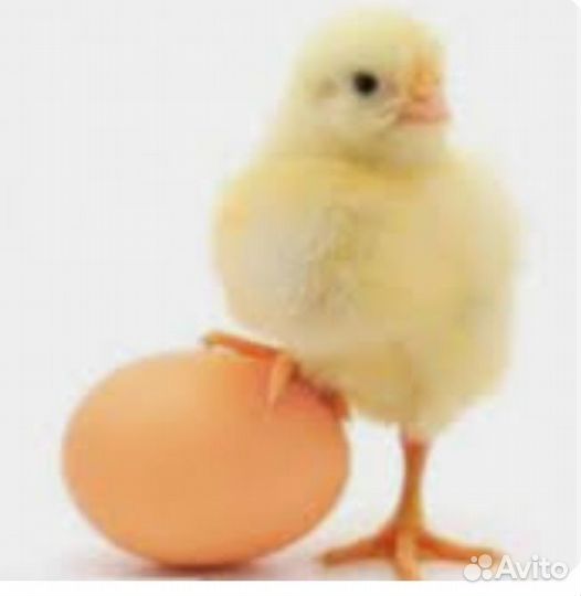 Инкубационное яйцо