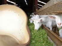 Козье молочко от зааненских коз