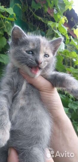 Кошка в дар