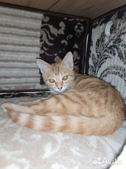Домик для кошки