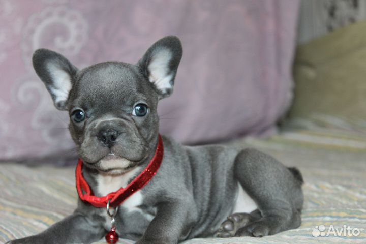 Твоя голубая мечта