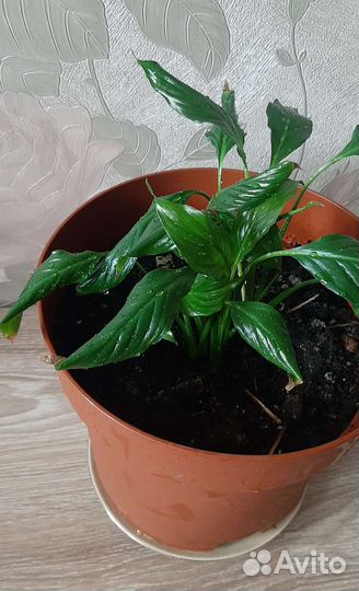 Спатифиллум