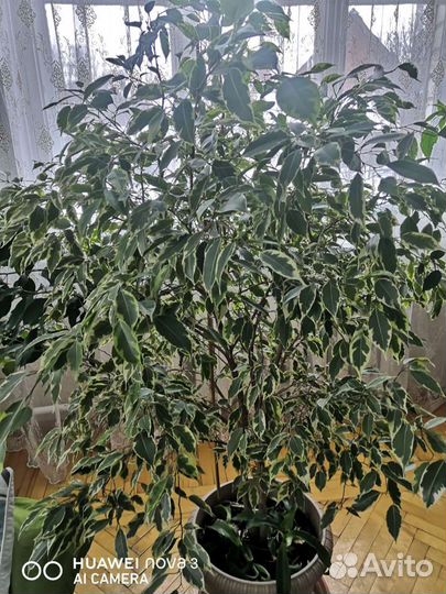 Фикус Бенджамина