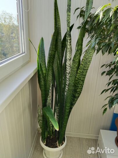 Сансивиерия