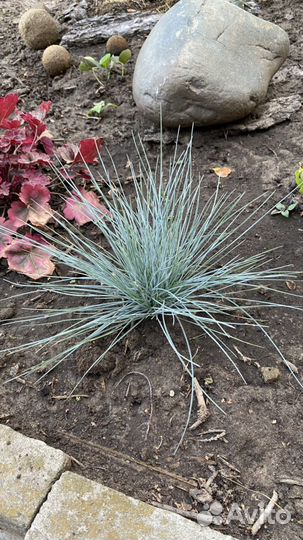 Почвопокровники