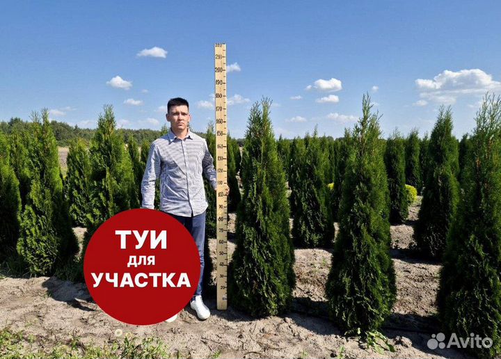 Туя смарагд рост 200,5 см /опт 150 шт