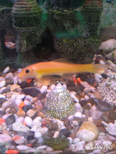 Гиринохейл сиамский