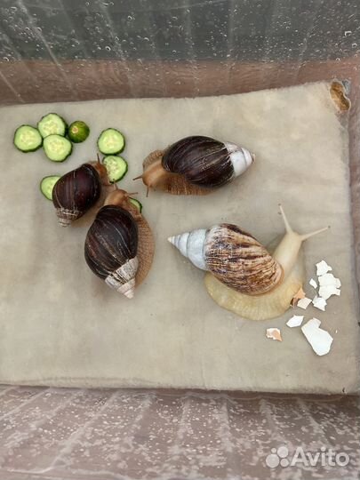 Улитки ахатины ретикулята альбиносы виноградные