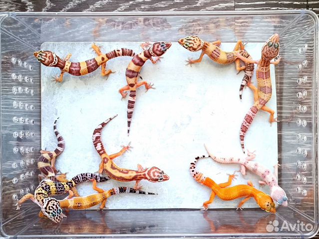 Леопардовый геккон эублефар + террариум объявление продам