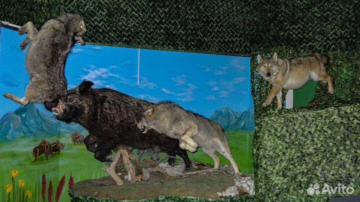 Чучела кабана и волков