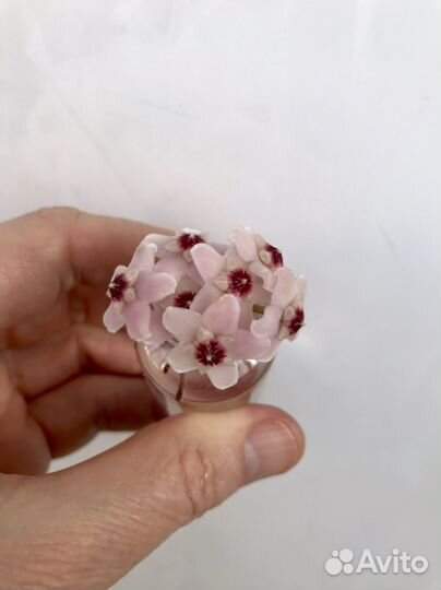 Хойя кримсон квин