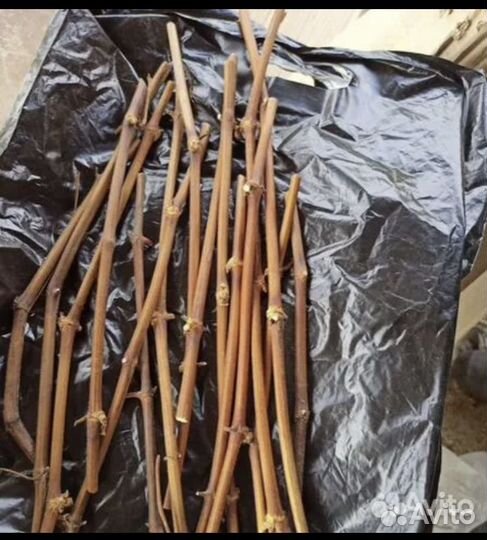 Виноград черенки