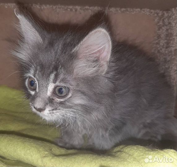 Котёнок девочка