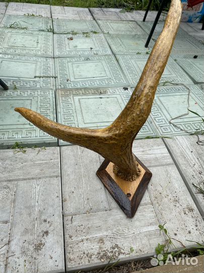 Продам рога лося