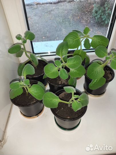 Комнатная мята