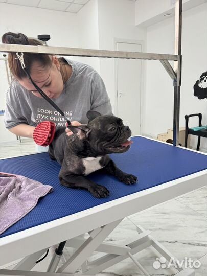 Уход за животными, груминг, стрижка животных